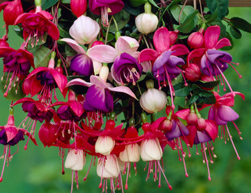 Fuchsia Seeds – Mixed Colors