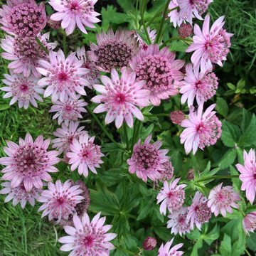 Astrantia Major Seeds – Rose Symphony