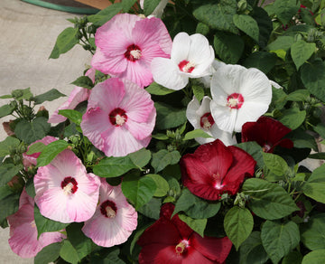 Hibiscus Seeds – Mixed Luna