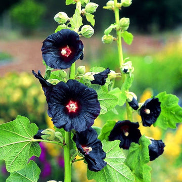 Hollyhock Seeds – Summer Carnival  Heirloom & GMO