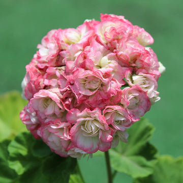 Geranium Seeds – Apple Blossom