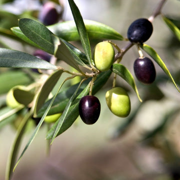 Olive Seeds