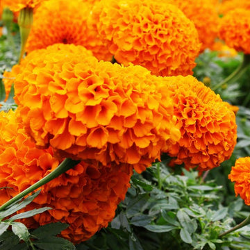 Marigold Seeds – Vibrant Bloom