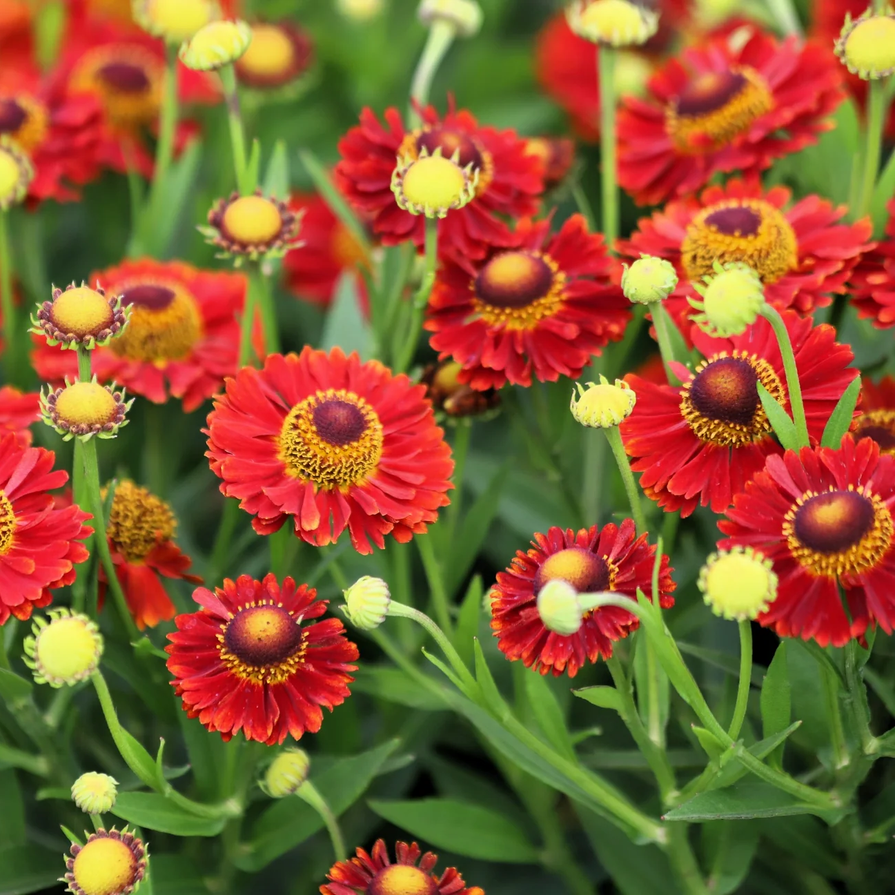 Helenium Seeds – Autumn Leaves