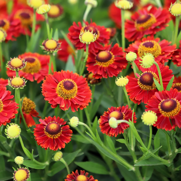 Helenium Seeds – Autumn Leaves