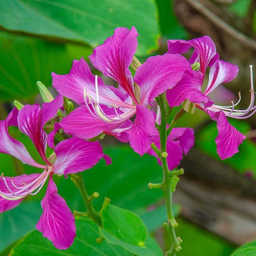 Bauhinia Purpurea  Seeds – Purple Orchid Tree, Heirloom