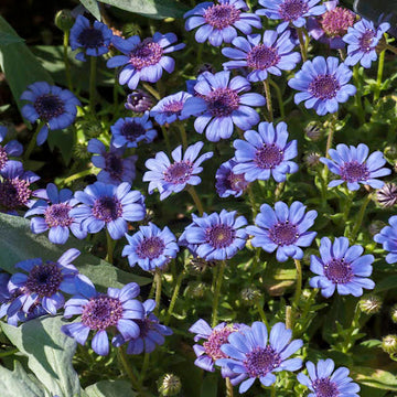 Daisy Seeds - Blue
