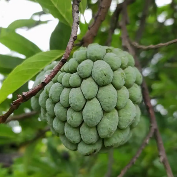 Custard Apple Seeds