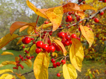 Apple Seeds - Malus Hupehensis