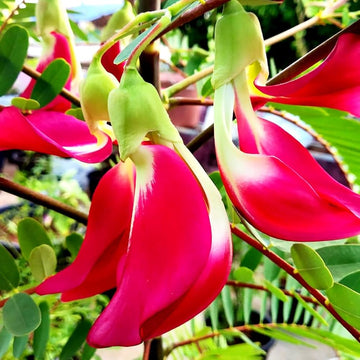 Sesbania Seeds – Grandiflora