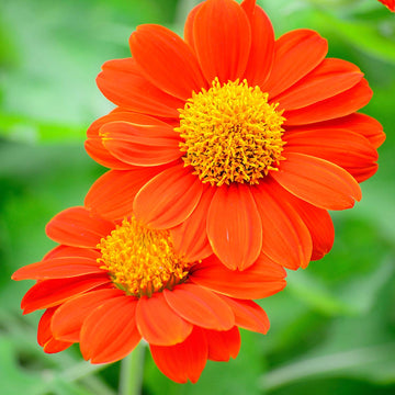 Mexican Sunflower Seeds – Heirloom,  Vibrant Blooms