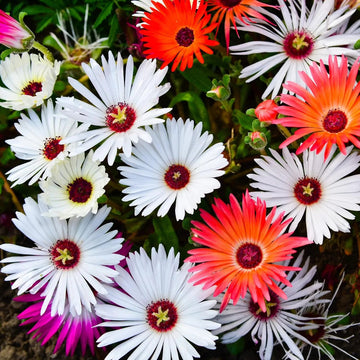 Ice Plant Seeds – Hardy Groundcover