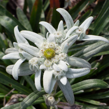 Edelweiss Seeds – Rare Beauty
