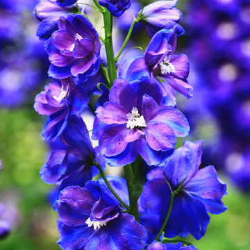 Larkspur Seeds – Blue Spire