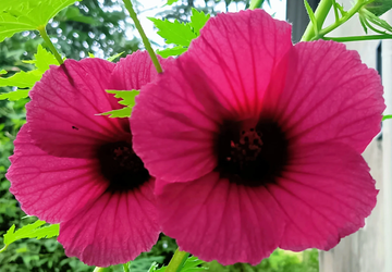 Kenaf Seeds – Hibiscus