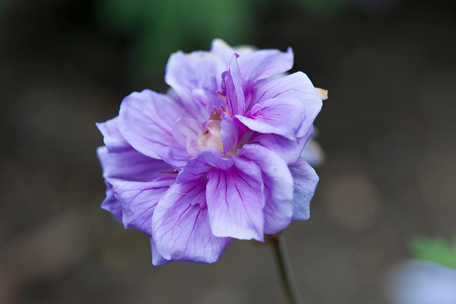 Geranium Seeds - Double Purple