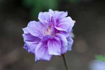 Geranium Seeds - Double Purple