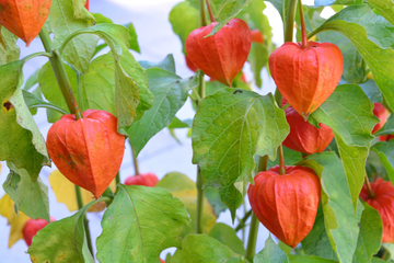 Lantern Seeds – Chinese Lantern