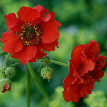 Geum Seeds – Perennial Blooms