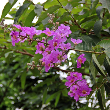 Lagerstroemia Speciosa Seeds – Queen’s Crape Myrtle