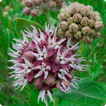 Milkweed Seeds – Showy