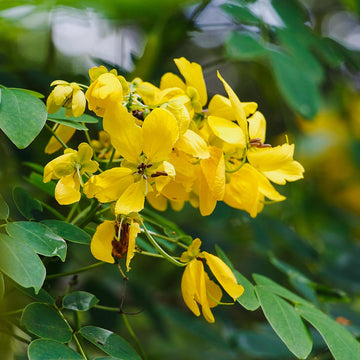 Cassia Siamea Seeds – Tropical