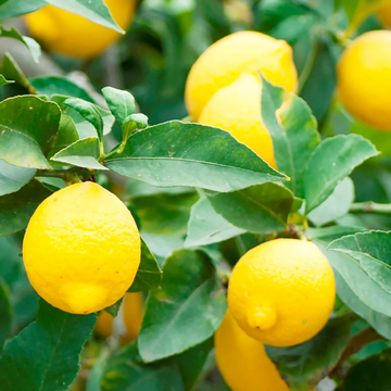 Lemon Tree Seeds - Dwarf