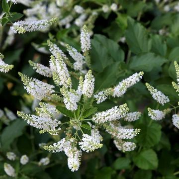 Butterfly Bush Seeds – White