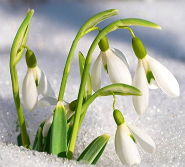 Snowdrop Seeds – Early Blooming