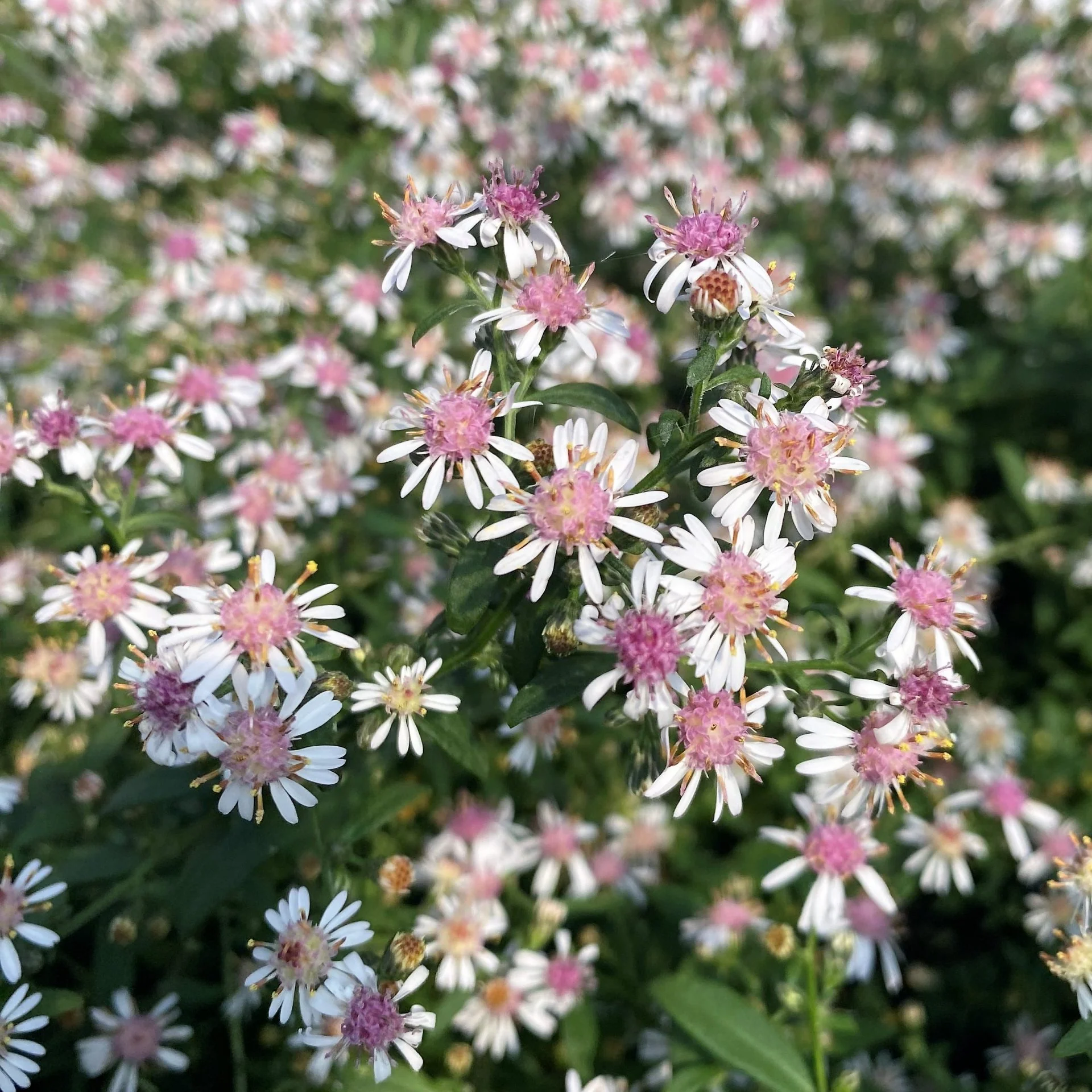 Aster Seeds – Lady in Black Calico