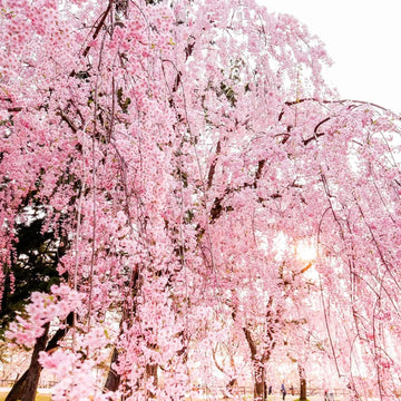 Cherry Seeds – Dwarf Weeping Purple Pink