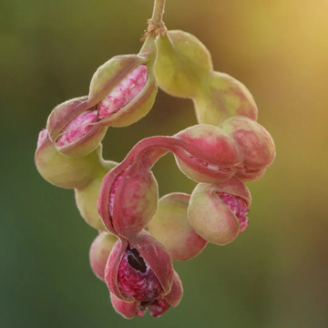Madras Thorn Seeds – Pithecellobium dulce