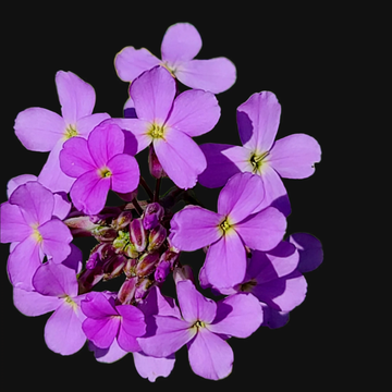Dame's Rocket Seeds – Perennial Blooms
