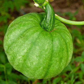 Pumpkin Seeds – Green