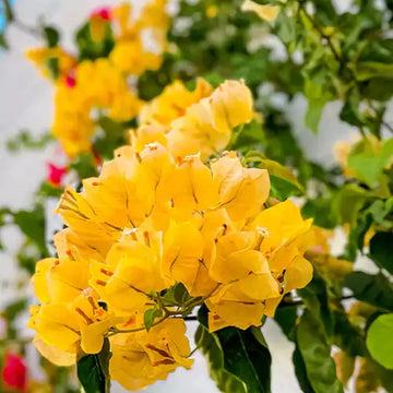 Bougainvillea Seeds – Yellow
