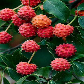 Dogwood Seeds – Kousa