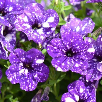 Petunia Seeds – Night Sky