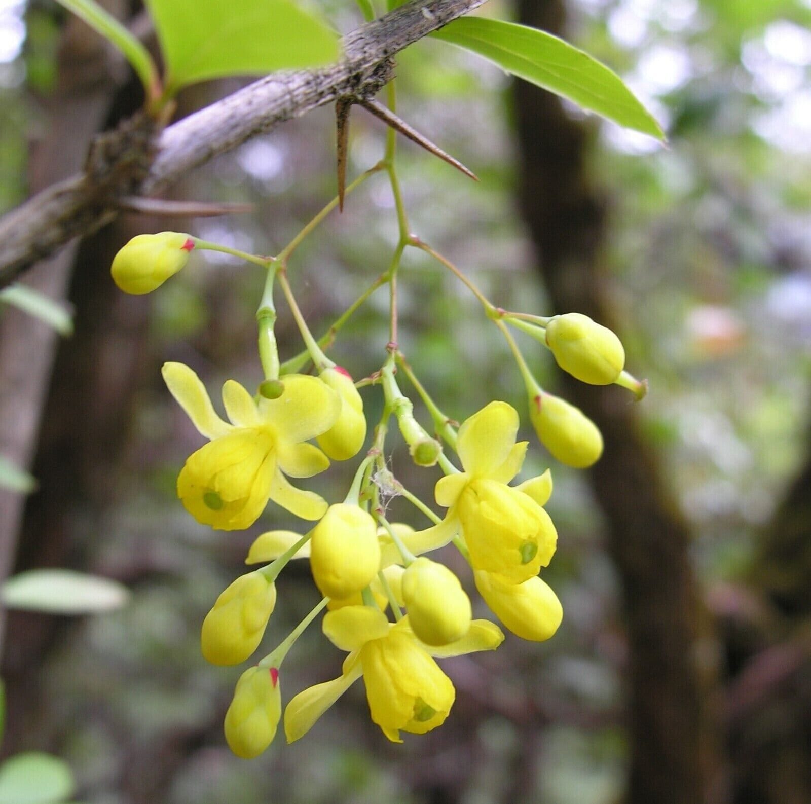 Indian Barberry Seeds – Berberis Aristata