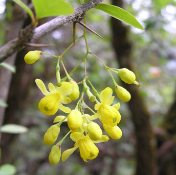 Indian Barberry Seeds – Berberis Aristata