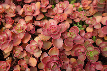 Sedum Seeds – Spurium