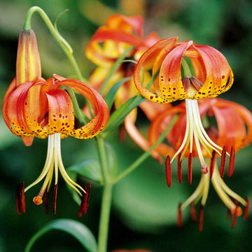 Lily Seeds – Turk’s Cap