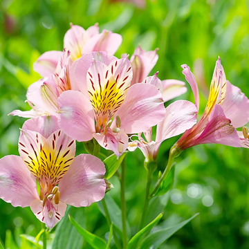 Alstroemeria Seeds – Pink