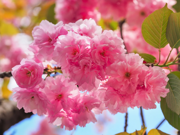 Japanese Cherry Seeds –  Ornamental