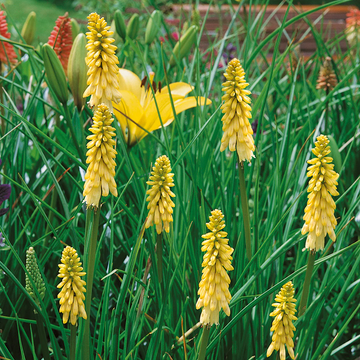Hot Poker Seeds – Bright Yellow
