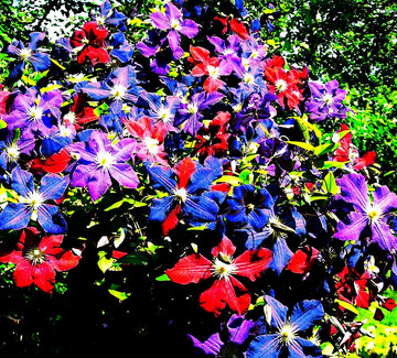 Clematis Seeds – Mixed Colors