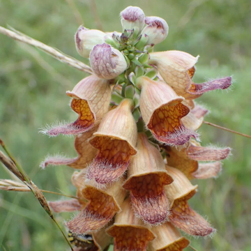 Foxglove Seeds – Rusty