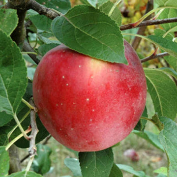 Apple Tree Seeds – Dwarf