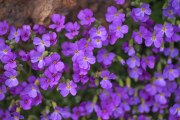 Aubrieta Seeds – Deltoidea  Heirloom & GMO