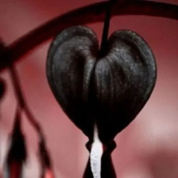 Dicentra Spectabilis Seeds – Black Bleeding Heart