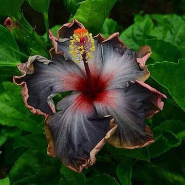 Hibiscus Seeds – Black Pink Purple